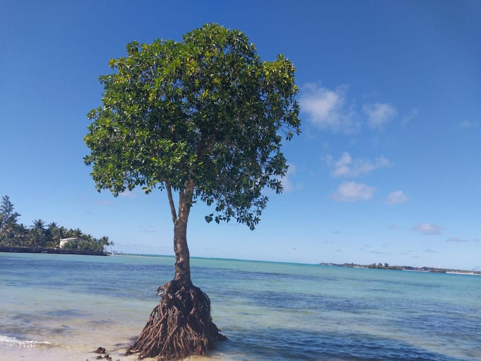 Sunshine Residence Holiday Apartments Mauritius Poste Lafayette Eksteriør bilde